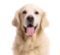 Pet supplies
